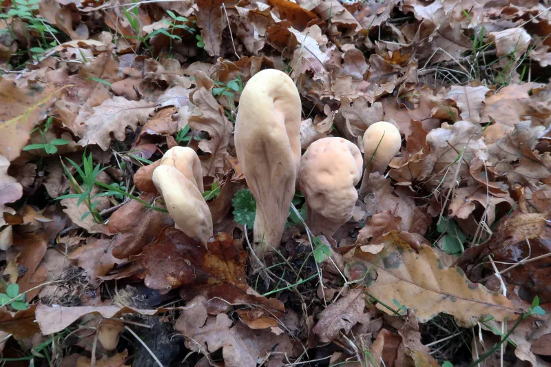 Clavariadelphus pistillaris 1 - IMG_2307